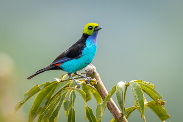 Paradise Tanager perched in a tree top