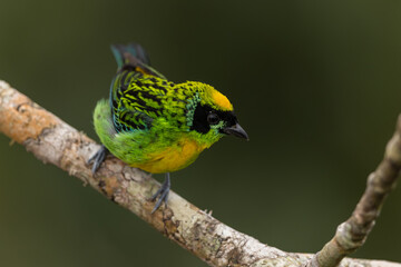 Yellow-bellied Tanager perched on a branch in the Amazonian rainforest