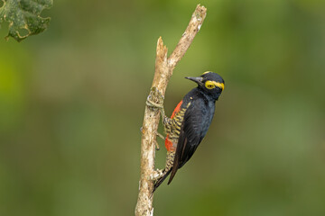 Yellow-tufted Woodpecker perched on a branch