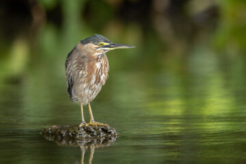 Striated heron perched on a sunken tree stump in beautiful ambient light
