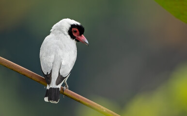 Masked tityra perched on a branch