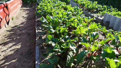 garden bed with fresh beets.