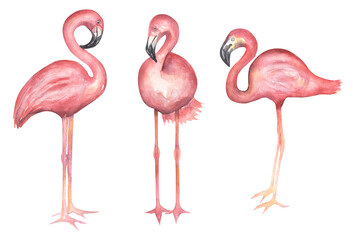Watercolor hand drawn flamingos clipart set. Pink big exotic birds illustration.
