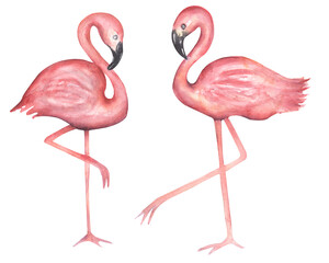 Watercolor hand drawn flamingos clipart set. Pink big exotic birds illustration.