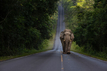 Asian wild elephant walking on road cross the mountain.