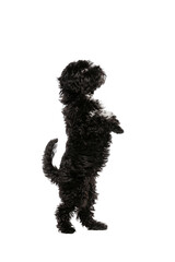 Studio shot of cute puppy of Maltipoo dog playing, running, jumping isolated over white background. Concept of animal, care, vet, active lifestyle