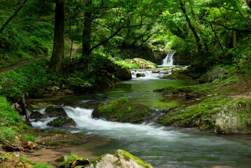 Obraz premium 新緑の渓流