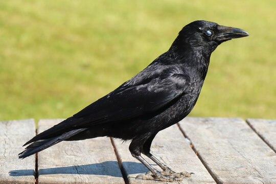 Con Crow รูปภาพ