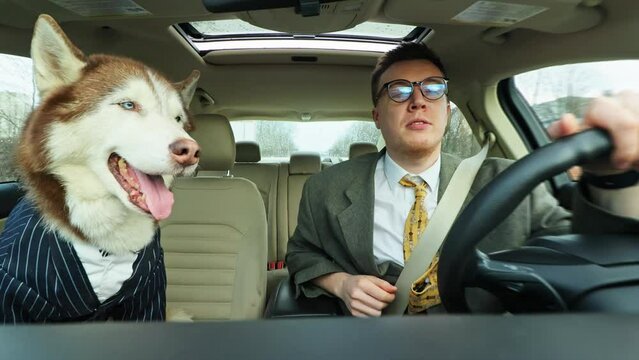 Handsome businessman with glasses driving talking with a friend dog. Husky looking out the window in a car on sunny day. Cute pet. Smiling. Travel together. Close up