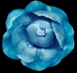 Obraz premium Blue peony flower on black isolated background with clipping path. Closeup. For design. Nature.