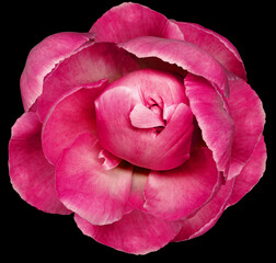 Pink  peony flower  on black  isolated background with clipping path. Closeup. For design. Nature.