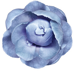 Obraz premium Blue peony flower on white isolated background with clipping path. Closeup. For design. Nature.