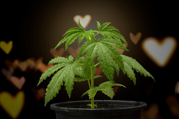Cannabis plant in a black pot with dark background.