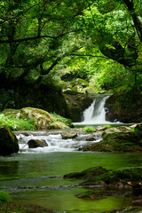 Naklejka premium 新緑の渓流