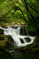 Fototapeta premium 新緑の渓流