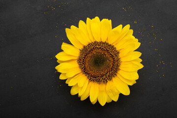 sunflower on black background