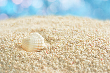 貝殻　サンゴ砂