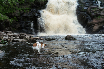 dog at the waterfall. Little brave jack russell terrier in nature on water