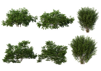 Bushes on a white background