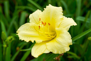 Fototapeta premium A blooming yellow lily in the garden