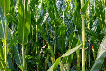 Young corn (2)