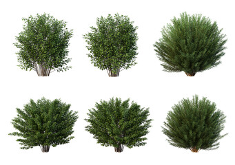 Bushes on a white background