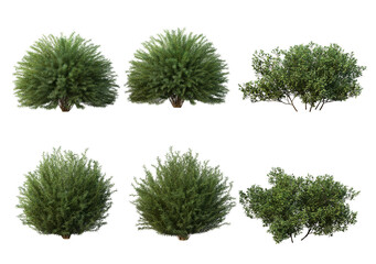 Bushes on a white background