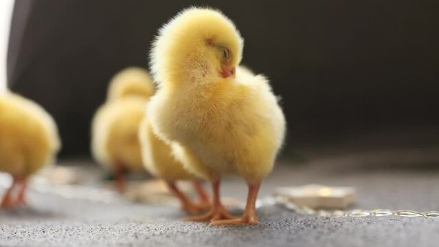 Funny yellow chick cleaning his feather. Little chicken standing in the room. Agriculture, farm and livestock concept.