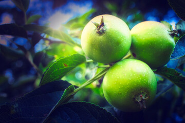 apples on tree