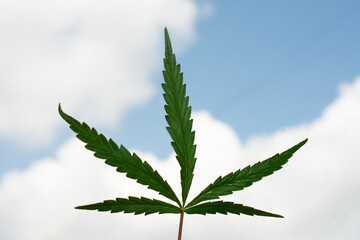 Cannabis leaf against the sky
