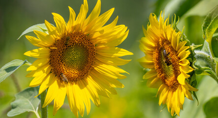 honey bees Apis mellifera drinking nectar from sunflowers