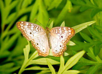 Butterfly with open wings over green vegetation