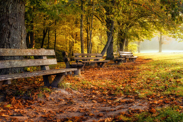 Fototapeta na wymiar Row of benches under colourful trees in autumn