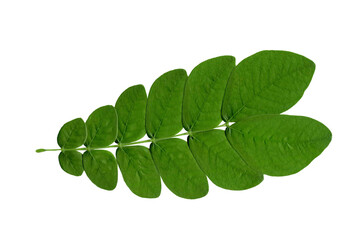 green leaf isolated on white background, Clipping path