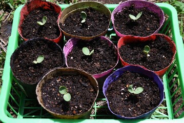 スイカ栽培・家庭菜園