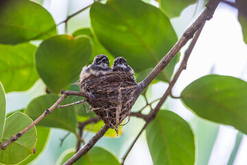 Two small Malaysian Pied Fantail  birds in the bird's nest on the branches in the garden.