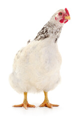 white hen isolated.