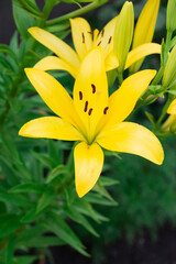Fototapeta premium Close up of a Yellow Lily (Lilium) Flower