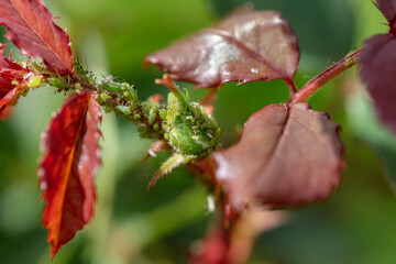 Green aphids on a bud. aphid colony on rose buds, garden pest.