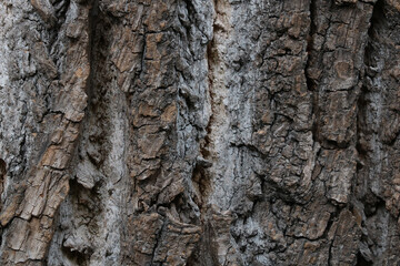 Gray texture of tree bark in the forest. Tree background.