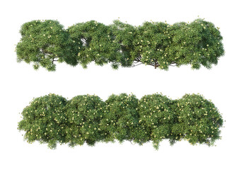 Obraz premium The shrub has flowers on a white background.