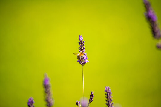 Wildbee gathering polen from lavendel flower