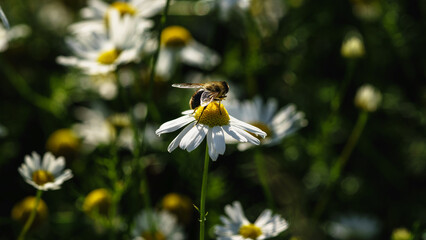 A fly sitting on a oxeye daisy (Leucanthemum vulgare)