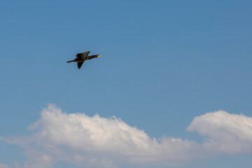 great cormorant flying at wild	
