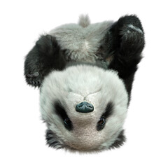 3D Rendering Panda Bear on White © photosvac
