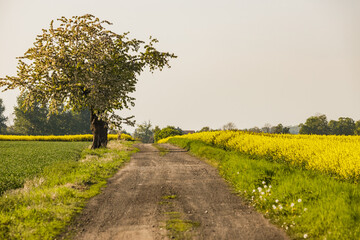 Ciepły dzień na wsi. Żółte pole rzepaku. Droga polna rolnictwa, droga do pól rzepakowych