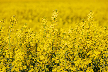 Fototapeta premium Ciepły dzień na wsi. Żółte pole rzepaku. Droga polna rolnictwa, droga do pól rzepakowych