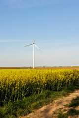 Farma wiatrowa. Elektryczne turbiny wiatrowe w kwitnącym polu rzepaku - obrazy, fototapety, plakaty
