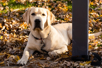 A golden labrador is sitting near a store on the street waiting for the owner. Tied by a dog leash to the railing. The dog looks into the distance