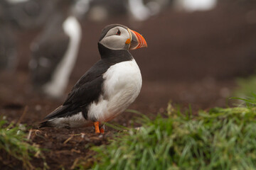 Maskonur Puffin © Karbek